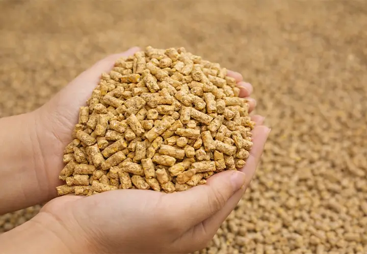 Grand Parent and Breeder Feed